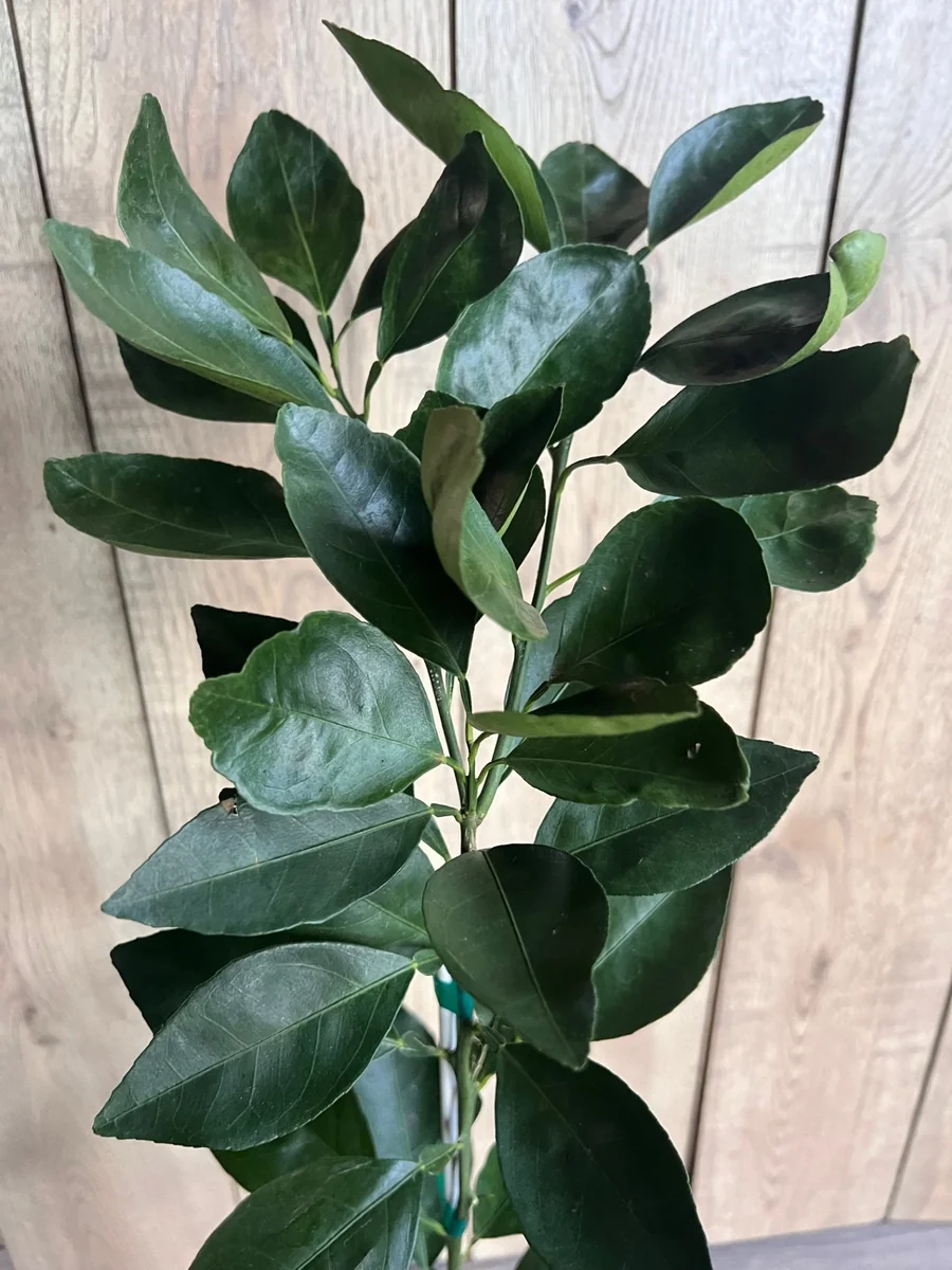 Ponkan Mandarin Live Plant - Sweet Chinese Honey Orange Tree 1/2 Gal Pot - Image 2