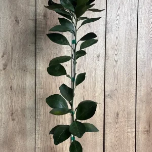 Ponkan Mandarin Live Plant - Sweet Chinese Honey Orange Tree 1/2 Gal Pot - Image 3