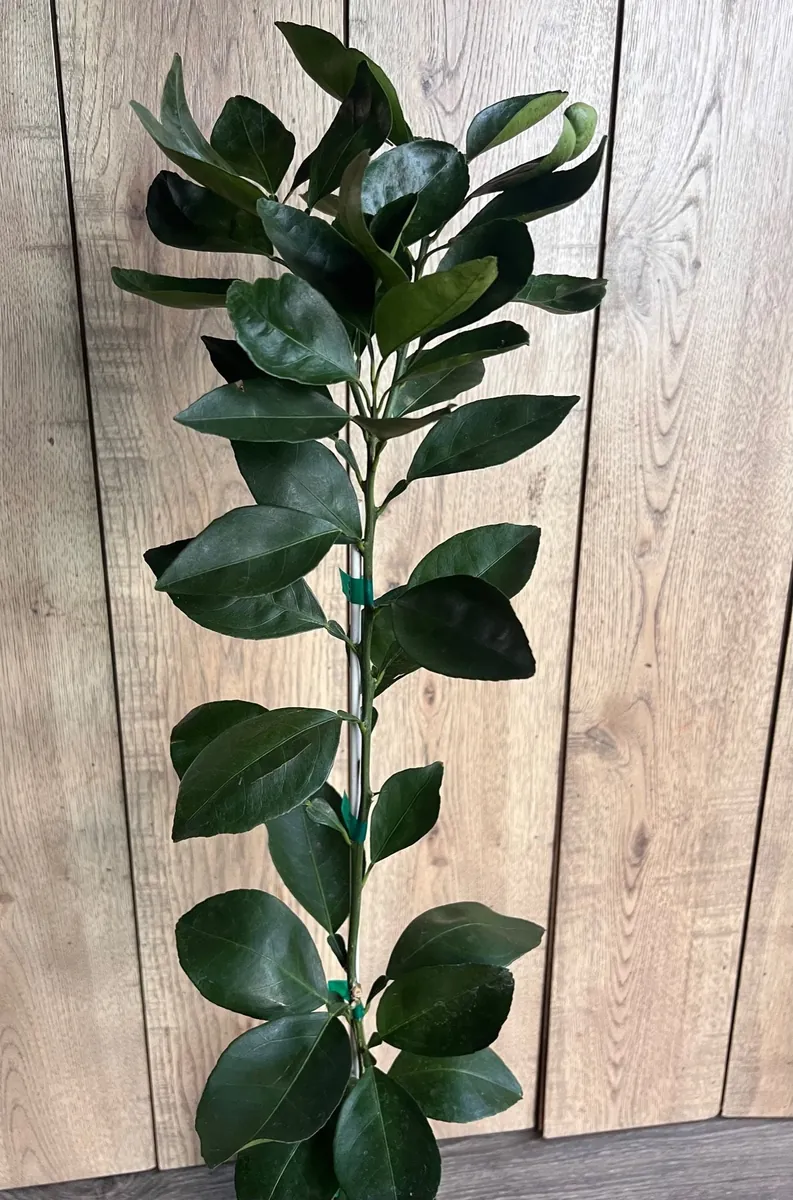 Ponkan Mandarin Live Plant - Sweet Chinese Honey Orange Tree 1/2 Gal Pot - Image 5