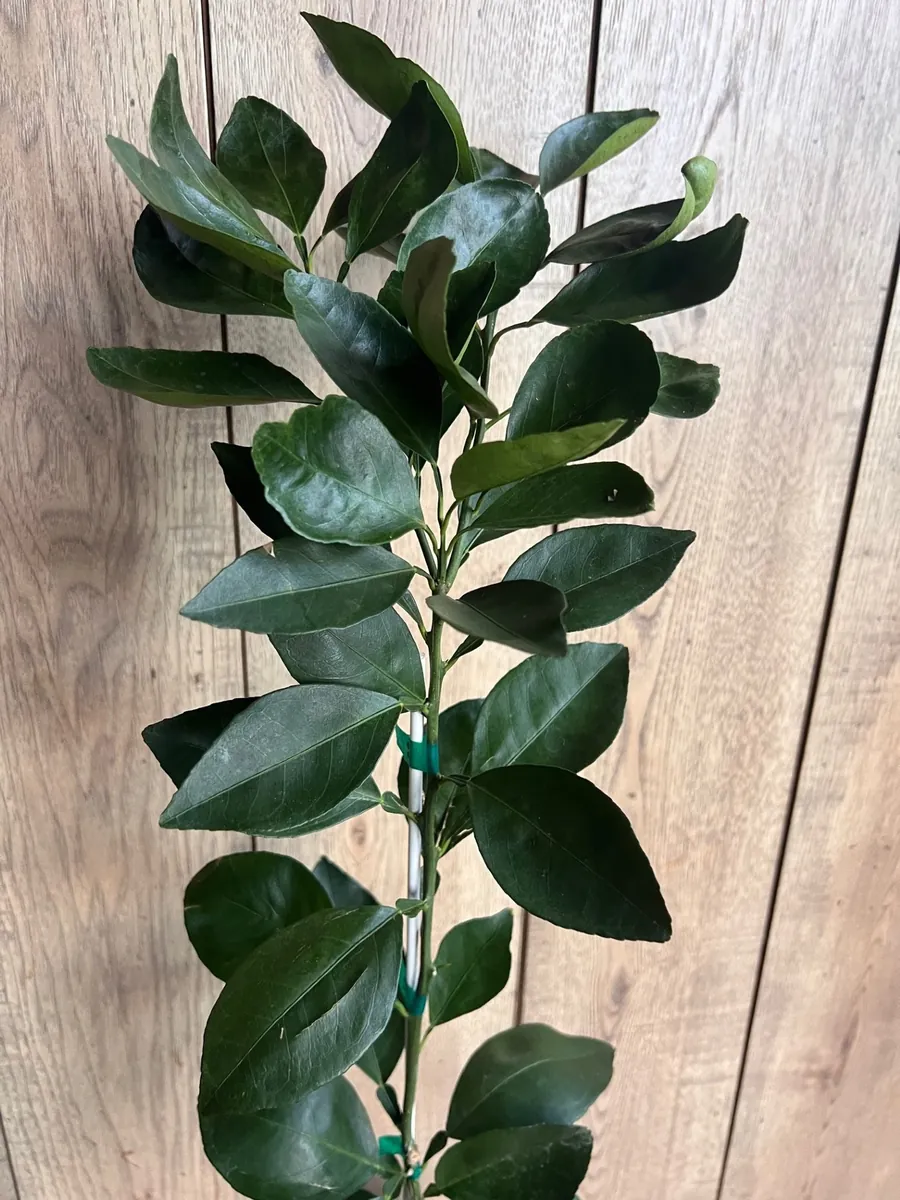 Ponkan Mandarin Live Plant - Sweet Chinese Honey Orange Tree 1/2 Gal Pot - Image 6