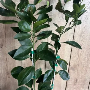 Ponkan Mandarin Live Plant - Sweet Chinese Honey Orange Tree 1/2 Gal Pot - Image 7