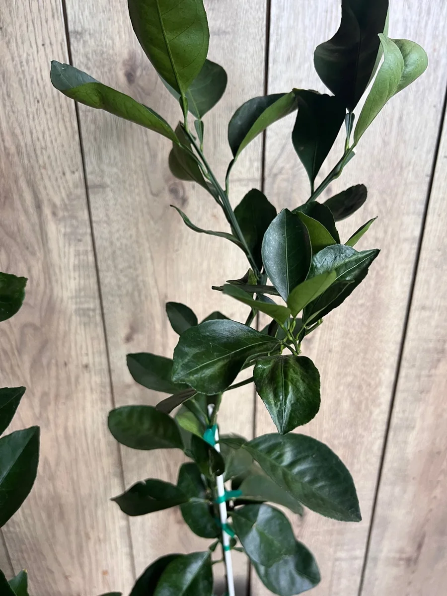 Ponkan Mandarin Live Plant - Sweet Chinese Honey Orange Tree 1/2 Gal Pot - Image 8