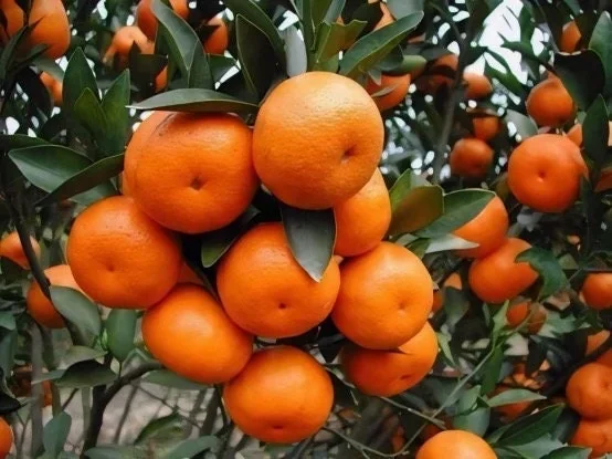 Ponkan Mandarin Live Plant - Sweet Chinese Honey Orange Tree 1/2 Gal Pot - Image 1