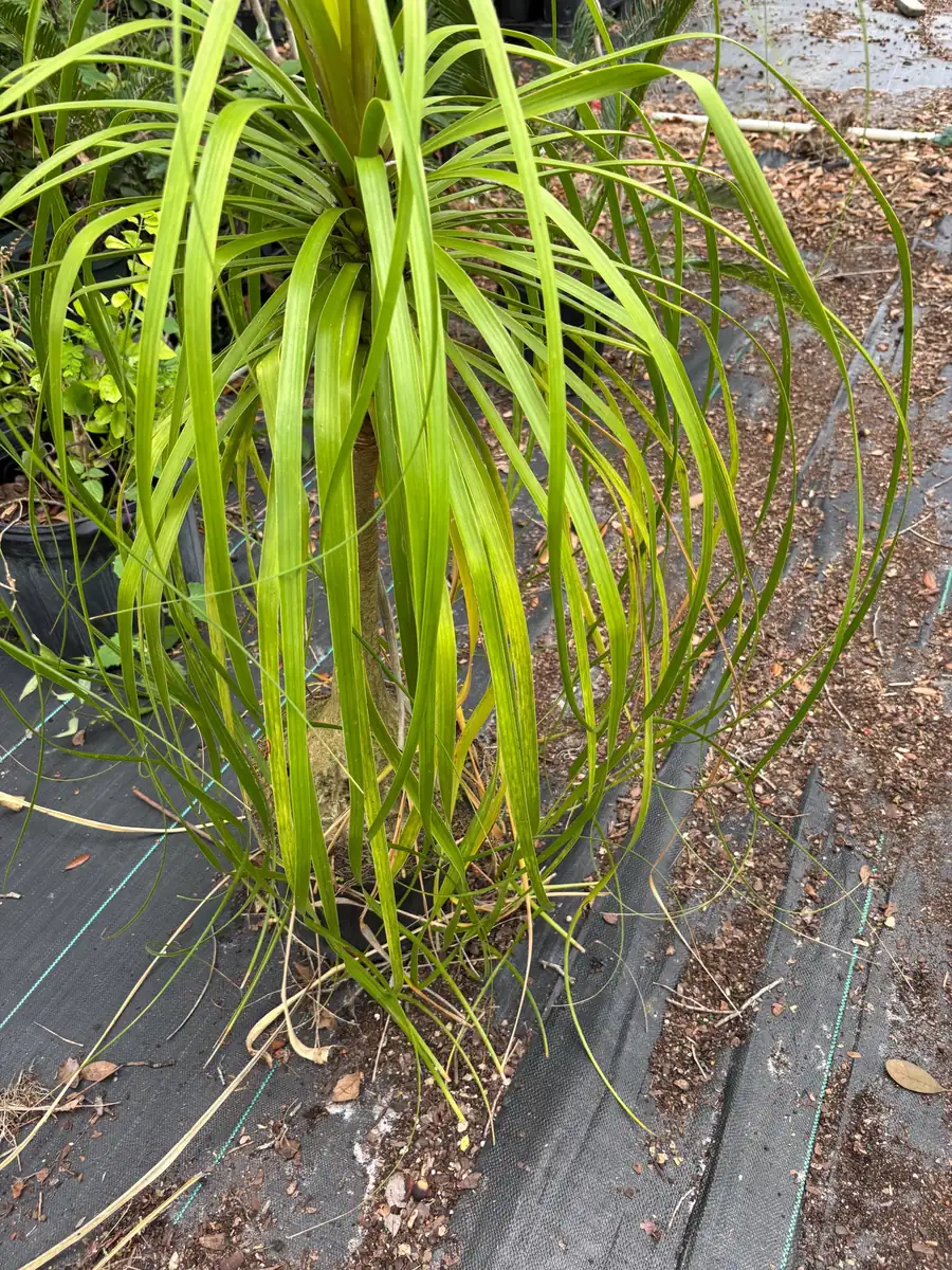 Ponytail Palm Tree Live Plant - 2ft Tall Indoor/Outdoor Succulent (Beaucarnea recurvata) - Image 1