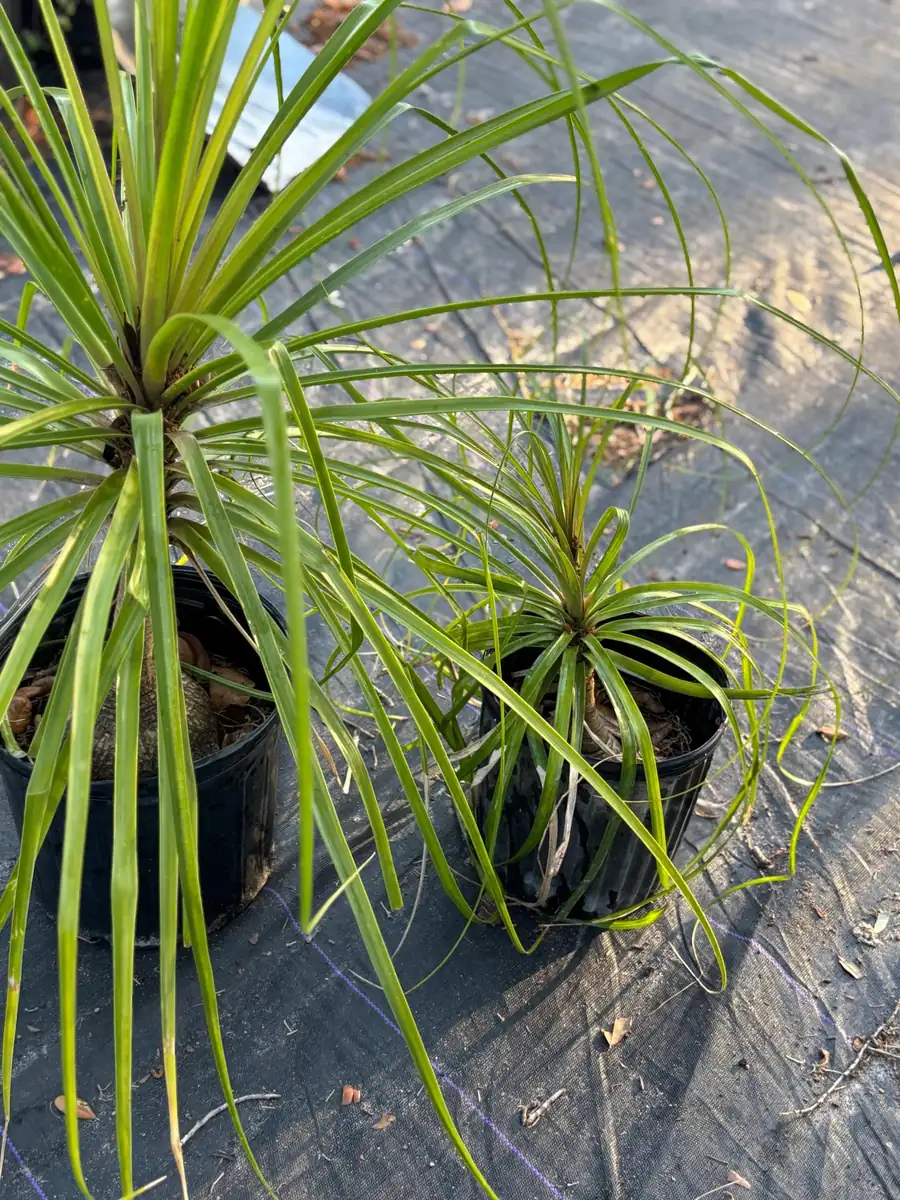 Ponytail Palm Tree Live Plant - 2ft Tall Indoor/Outdoor - Image 2