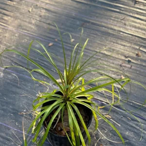 Ponytail Palm Tree Live Plant - 2ft Tall Indoor/Outdoor - Image 3