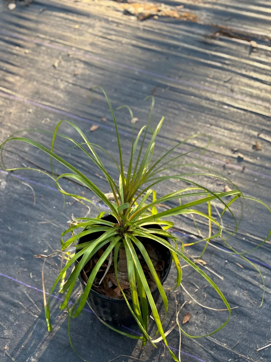 Ponytail Palm Tree Live Plant - 2ft Tall Indoor/Outdoor - Image 3