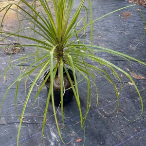 Ponytail Palm Tree Live Plant - 2ft Tall Indoor/Outdoor Succulent (Beaucarnea recurvata) - Image 4