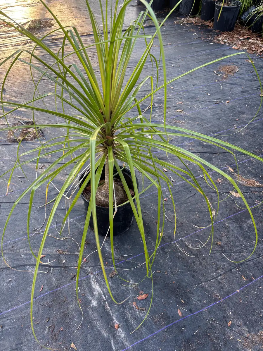 Ponytail Palm Tree Live Plant - 2ft Tall Indoor/Outdoor - Image 4