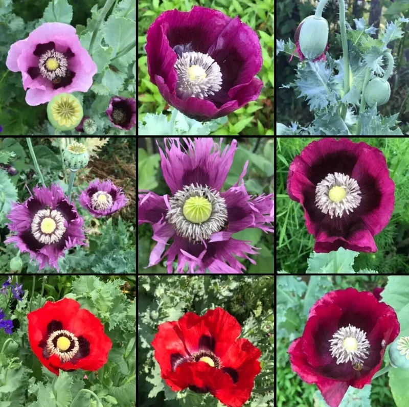 Poppy Breadseed Mixed Colors Seeds - Non-GMO Ornamental & Baking - 1000 Seeds - Image 1