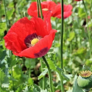 Poppy Flower Seeds (Papaver somniferum) - 500+ Annual Flower Seeds for Outdoor Planting - Image 1