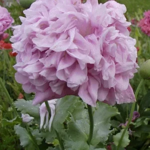 Poppy Peony Double Mixed Flower Seeds - Red Pink White Purple Coral - Zones 3-12 - Image 4