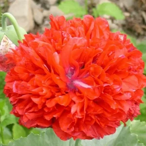 Poppy Peony Double Mixed Flower Seeds - Red, Pink, White, Purple, Coral Double Petal - Image 6