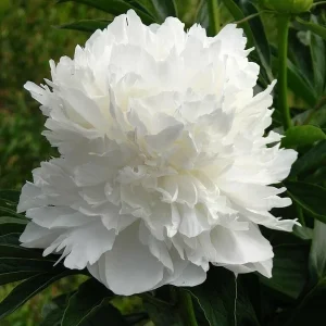 Poppy Peony Double Mixed Flower Seeds - Red Pink White Purple Coral - Zones 3-12 - Image 7