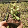 Portulacaria afra 'Elephant Bush' Succulent Live Plant - Drought Tolerant - Image 1
