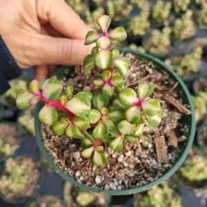 Portulacaria afra 'Elephant Bush' Succulent Live Plant - Drought Tolerant - Image 3