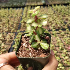 Portulacaria afra 'Elephant Bush' Succulent Live Plant - Drought Tolerant - Image 1