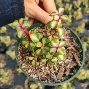 Portulacaria afra 'Elephant Bush' Succulent Live Plant - Drought Tolerant - Image 4