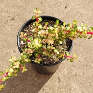 Portulacaria afra 'Elephant Bush' Succulent Live Plant - Drought Tolerant - Image 5