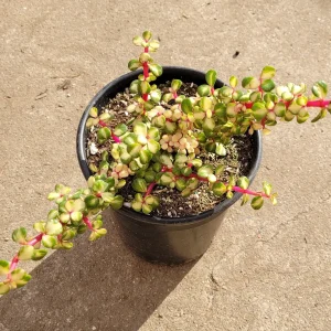 Portulacaria afra 'Elephant Bush' Succulent Live Plant - Drought Tolerant - Image 6