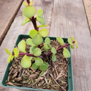 Portulacaria afra 'Elephant Bush' Succulent Live Plant - Drought Tolerant - Image 7