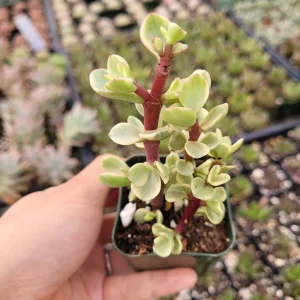 Portulacaria afra 'Elephant Bush' Succulent Live Plant - Drought Tolerant - Image 8