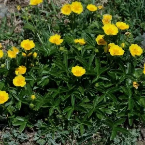 Potentilla Aurea Perennial Seeds - 500 Count Yellow Flowering Groundcover - Image 2