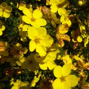 Potentilla Aurea Perennial Seeds - 5000 Pack, Yellow Flowers, Outdoor Groundcover - Image 2