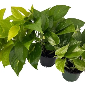 Pothos Live Plant Assortment - 3 Pack, 4 inch Pots - Easy Care Indoor Houseplant - Image 2