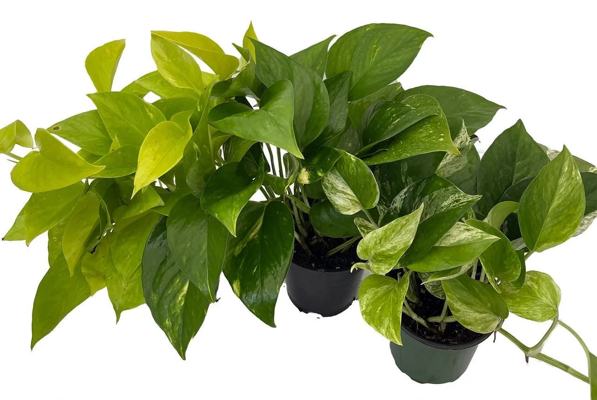 Pothos Live Plant Assortment - 3 Pack, 4 inch Pots - Easy Care Indoor Houseplant - Image 2