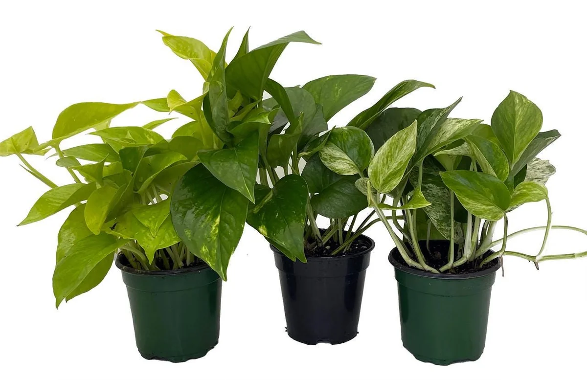 Pothos Live Plant Assortment - 3 Pack, 4 inch Pots - Easy Care Indoor Houseplant - Image 1