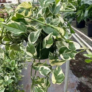 Pothos N'Joy Live Plant - 3-5" Tall, 2" Pot - Variegated Trailing Houseplant for Indoors - Image 2