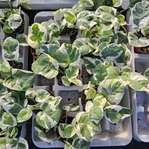 Pothos N'Joy Live Plant - 3-5