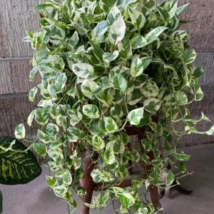 Pothos N'Joy Live Plant - 3-5" Tall, 2" Pot - Variegated Trailing Houseplant for Indoors - Image 1