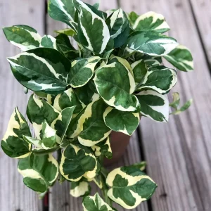 Pothos Njoy Live Plant 4" Pot - White Variegated Indoor Vine Houseplant - Image 2