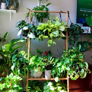 Pothos & Philodendron Cuttings Mix - 12 Unrooted Nodal Cuttings for Propagation - Golden, Silver Satin, N'Joy Pothos, Heartleaf Philodendron - Image 2