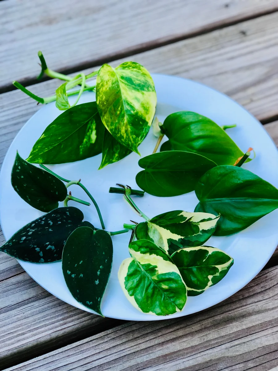 Pothos & Philodendron Cuttings Mix - 12 Unrooted Single Node Live Plant Cuttings - Image 1