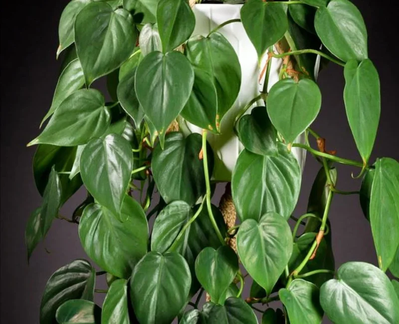 Pothos & Philodendron Cuttings Mix - Easy Care Indoor Plants