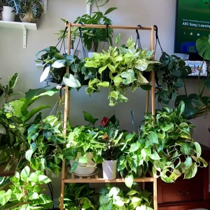 Pothos & Philodendron Cuttings Mix - 12 Unrooted Single Node Live Plant Cuttings - Image 6