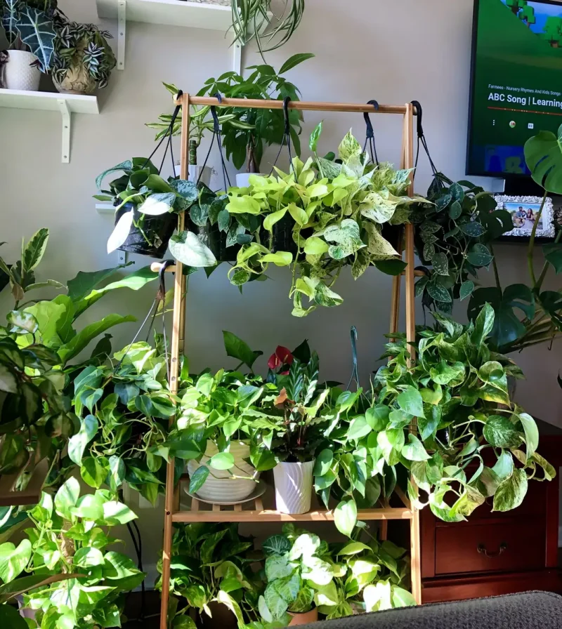 Pothos & Philodendron Cuttings Mix - Easy Care Indoor Plants