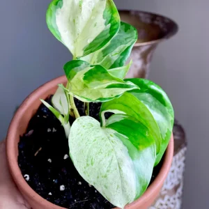 Pothos & Philodendron Cuttings Mix - Unrooted Live Plant, Pick Your Own - Image 10
