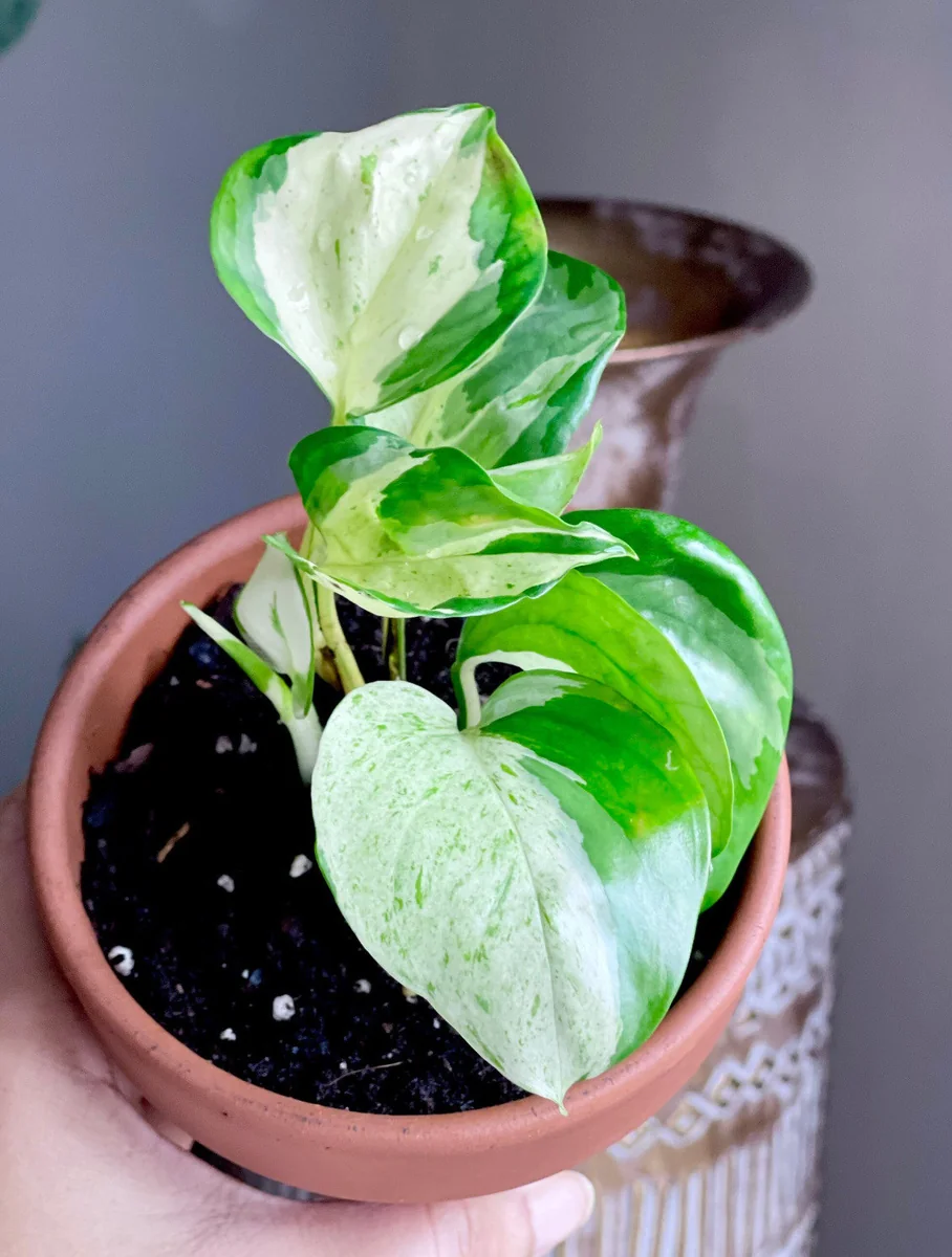 Pothos & Philodendron Cuttings Mix - Unrooted Live Plant, Pick Your Own - Image 10