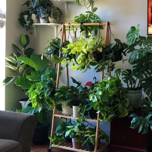 Pothos & Philodendron Cuttings Mix - Unrooted Live Plants, Marble, Njoy, Neon - Image 1