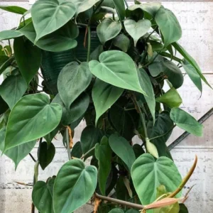 Pothos & Philodendron Cuttings Mix - Unrooted Live Plant, Pick Your Own - Image 2
