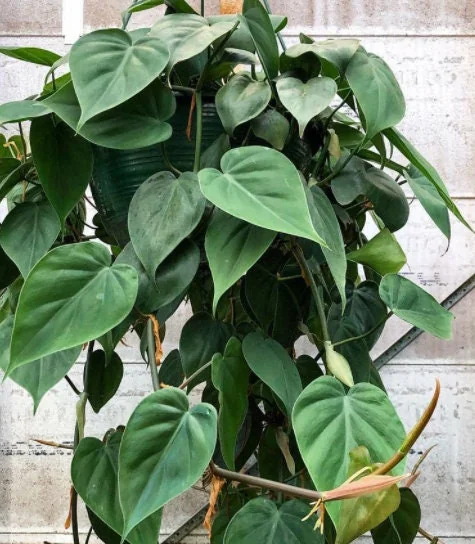 Pothos & Philodendron Cuttings Mix - Unrooted Live Plant, Pick Your Own - Image 2