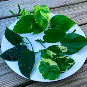 Pothos & Philodendron Cuttings Mix - Unrooted Live Plant, Pick Your Own - Image 1