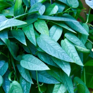 Pothos & Philodendron Cuttings Mix - Unrooted Live Plant, Pick Your Own - Image 4