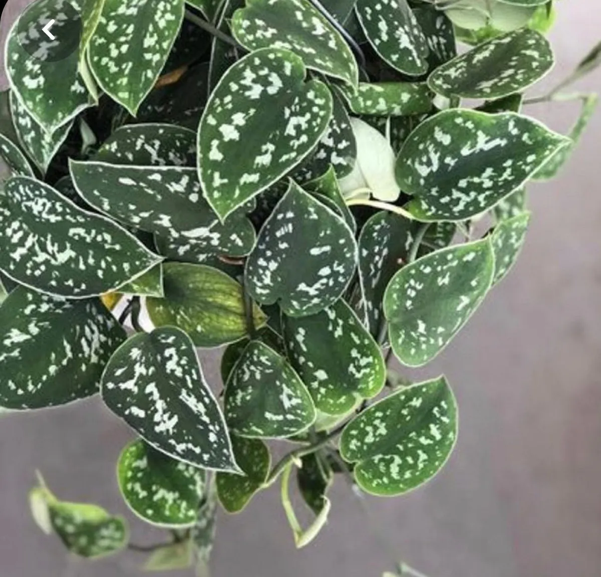 Pothos & Philodendron Cuttings Mix - Unrooted Live Plant, Pick Your Own - Image 4