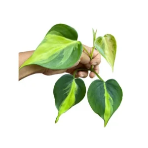 Pothos & Philodendron Cuttings Mix - Unrooted Live Plant, Pick Your Own - Image 5