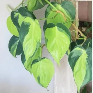 Pothos & Philodendron Cuttings Mix - Unrooted Live Plants, Marble, Njoy, Neon - Image 5